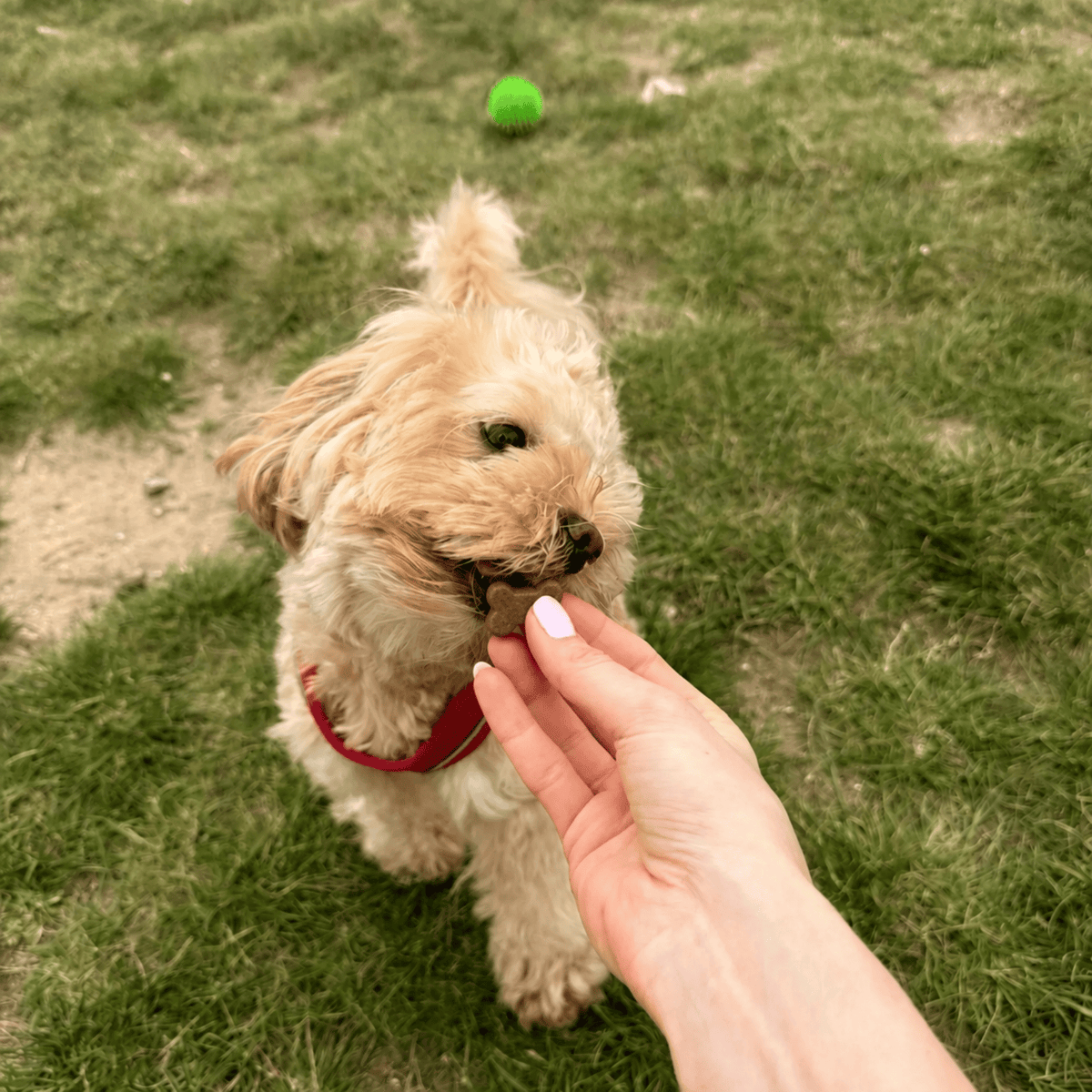 Integratore Ossa e Articolazioni Per Cani